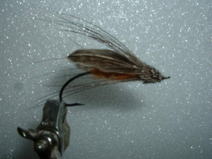 Fall Caddis by Harry Lemire